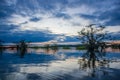 Sunset silhouetting a flooded jungle and some aquatic plants in Laguna Grande, in the Cuyabeno Wildlife Reserve, Amazon Royalty Free Stock Photo