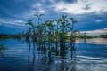 Sunset silhouetting a flooded jungle and some aquatic plants in Laguna Grande, in the Cuyabeno Wildlife Reserve, Amazon Royalty Free Stock Photo