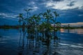 Sunset silhouetting a flooded jungle and some aquatic plants in Laguna Grande, in the Cuyabeno Wildlife Reserve, Amazon Royalty Free Stock Photo