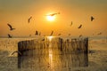 Sunset with silhoutte of birds flying