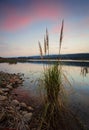 Sunset skies over Penrith Lakes with foreground reeds Royalty Free Stock Photo