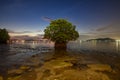 Sunset sky and alone tree in lake