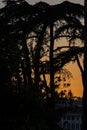 Warm summer sunset scene with Italian trees