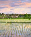 Sunset sky Bali rice fields Royalty Free Stock Photo