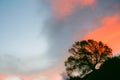 Sunset sky behind tree on slope in silhouette Royalty Free Stock Photo