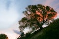 Sunset sky behind tree on slope in silhouette Royalty Free Stock Photo