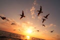 Sunset sky, birds migrate toward the sun, natures poetic spectacle