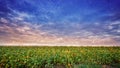 Sunset sky clouds field Royalty Free Stock Photo