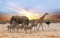 Sunset sky with Elephant, Giraffe and zebra on the African plains