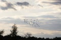Sunset sky. Flight of a flock of birds Royalty Free Stock Photo