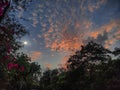 The sunset sky and the jnu ring road with flowers and green trees.