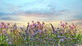 Sunset sky and  lavender  wild flowers herbs at green field in countryside   sun light   clouds  summer  nature background Royalty Free Stock Photo