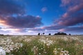 Sunset sky over chamomile field Royalty Free Stock Photo