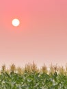 Sunset in sky over the corn field Royalty Free Stock Photo