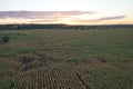 Top view of the corn fields. Sunset sky. Royalty Free Stock Photo