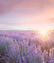 Sunset sky over a summer lavender field. Sunset over a violet lavender field in Provence, France