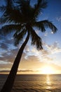 Sunset sky with palm tree. Royalty Free Stock Photo