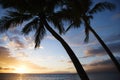 Sunset sky with palm tree. Royalty Free Stock Photo