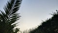 sky with palm branches and leaves. sunset background photo. Royalty Free Stock Photo