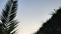 sky with palm branches and leaves. sunset background photo. Royalty Free Stock Photo