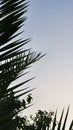 sky with palm branches and leaves. sunset background photo. Royalty Free Stock Photo