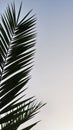 sky with palm branches and leaves. sunset background photo. Royalty Free Stock Photo