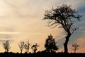 Sunset sky with silhouette of tree, bush with bare branches. Royalty Free Stock Photo