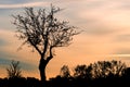 Sunset sky with silhouette of tree, bush with bare branches. Royalty Free Stock Photo