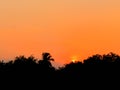 SUNSET SKY AND TREES SILHOUETTE 