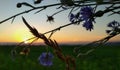 Sunset with sloseup cornflowers