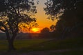Sunset at a small grove of old oaks Kfar Glikson Israel Royalty Free Stock Photo