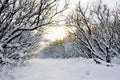 Sunset in the snow alley Royalty Free Stock Photo
