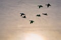 Sunset Snowgeese Royalty Free Stock Photo