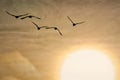 Sunset Snowgeese Royalty Free Stock Photo
