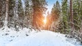 Sunset in a snowy forest with hiking trail in the Ardennes. Royalty Free Stock Photo