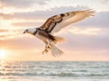 Majestic Falcon Over the Ocean at sunset