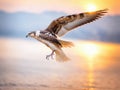 Sunset Soar: Majestic Falcon Over the Ocean