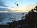 Seagull soaring over the Oregon coast at sunset