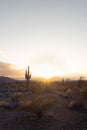 Sunset in the Sonoran Desert of Arizona with mountains and saguaro cacti Royalty Free Stock Photo
