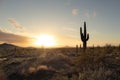 Sunset in the Sonoran Desert of Arizona with mountains and saguaro cacti Royalty Free Stock Photo