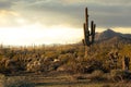 Sunset in the Sonoran Desert of Arizona with mountains and saguaro cacti Royalty Free Stock Photo