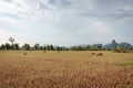 Before sunset in south Laos Royalty Free Stock Photo