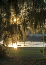 Sunset through Spanish Moss at Reed Bingham State Park Royalty Free Stock Photo