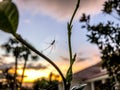 sunset spider web