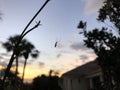 sunset spider web