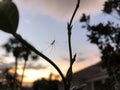 sunset spider web