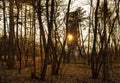 Sunset in the spring forest with rays of light Royalty Free Stock Photo