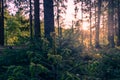 Sunset in the spruce forest Royalty Free Stock Photo