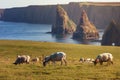 Sunset at Stacks of Duncansby, with a flock of sheep grazing, Du Royalty Free Stock Photo