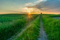 Sunset star over the field with the road Royalty Free Stock Photo